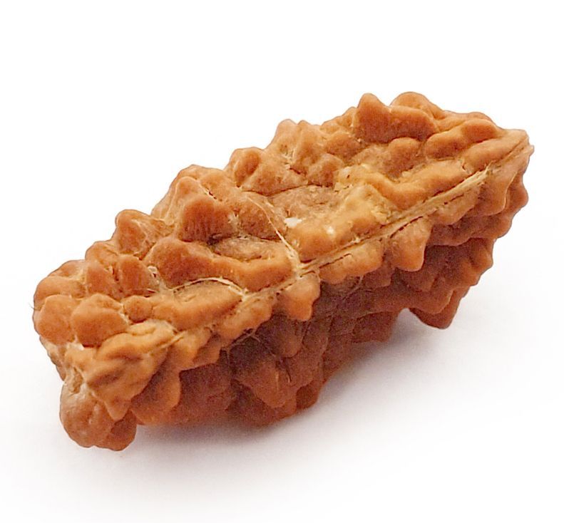 1 MUKHI RUDRAKSHA CERTIFIED