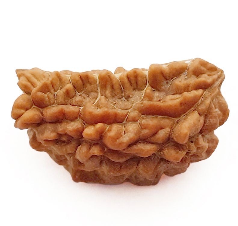 1 MUKHI RUDRAKSHA CERTIFIED
