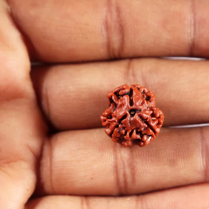 3 MUKHI RUDRAKSHA - NEPALI CERTIFIED