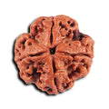 4 MUKHI CERTIFIED RUDRAKSHA NEPAL