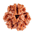 3 MUKHI RUDRAKSHA - NEPALI CERTIFIED