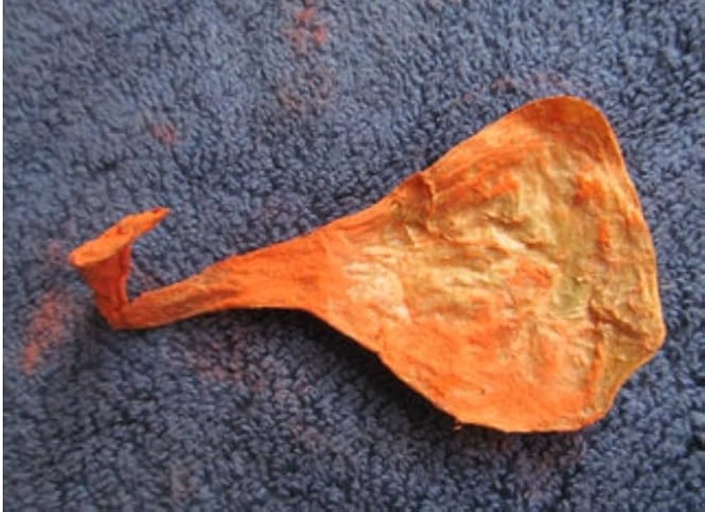 Rare Billi Ki Jer | The Ultimate Symbol of Luck and Success