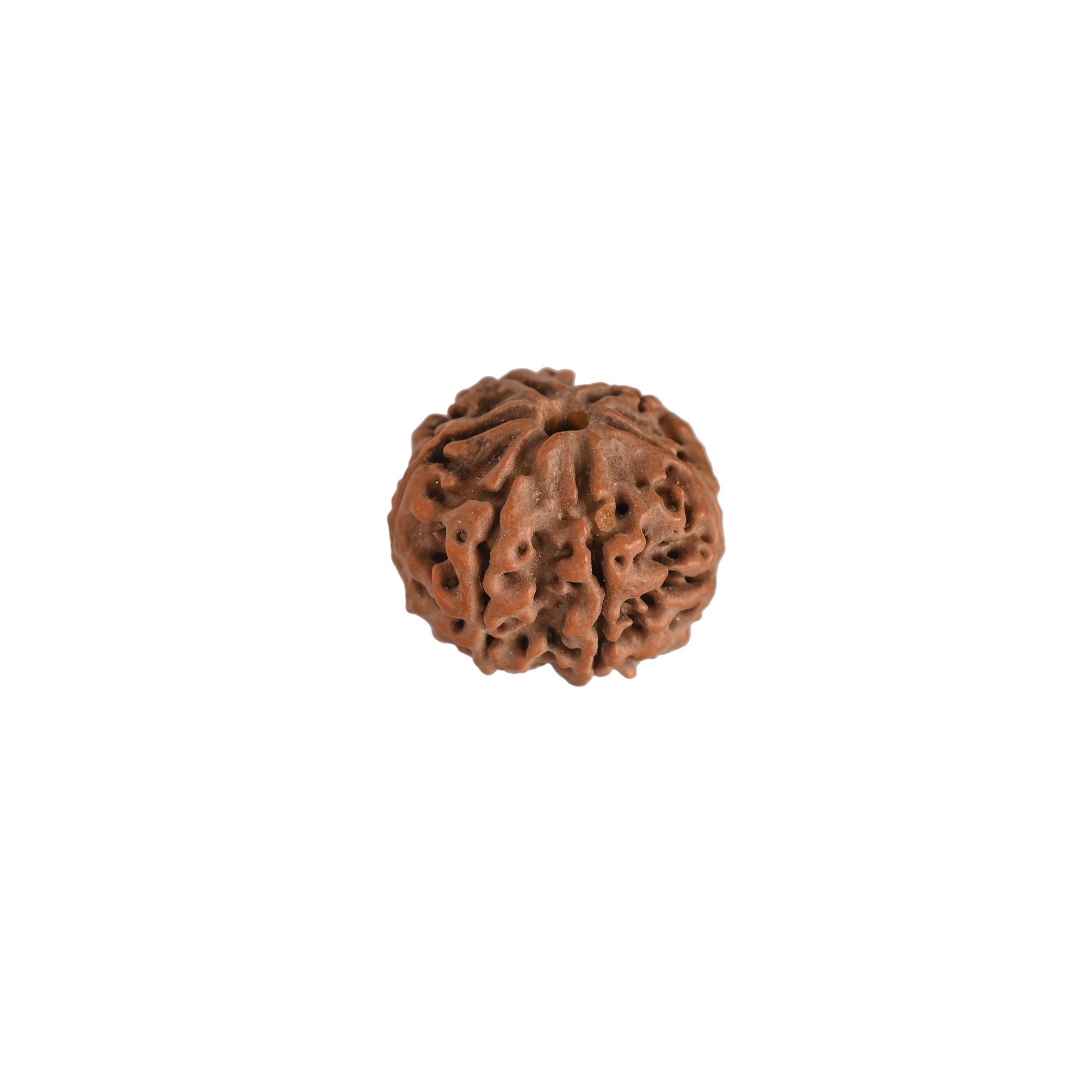 6 MUKHI CERTIFIED RUDRAKSH NEPAL