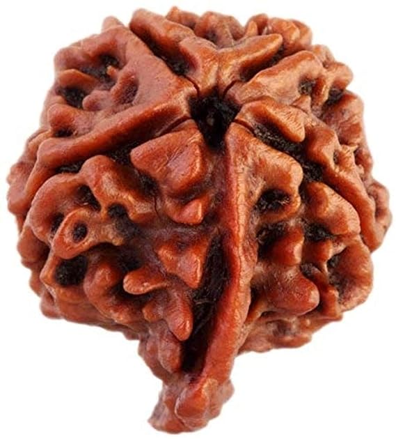 Ganesh Rudraksha