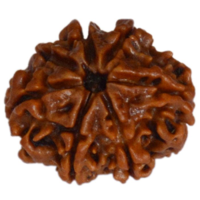 7 MUKHI CERTIFIED RUDRAKSH NEPAL