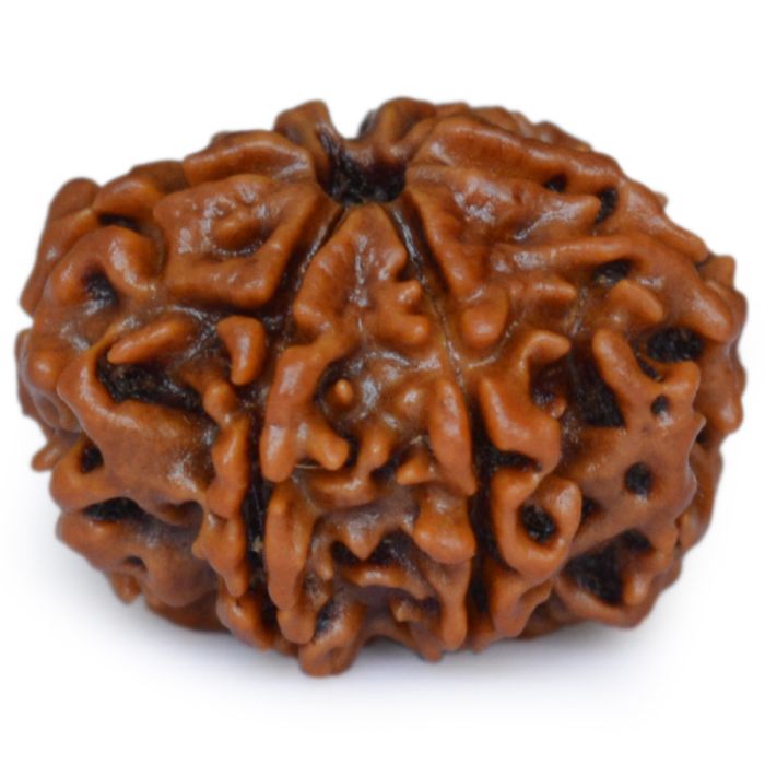 7 MUKHI CERTIFIED RUDRAKSH NEPAL