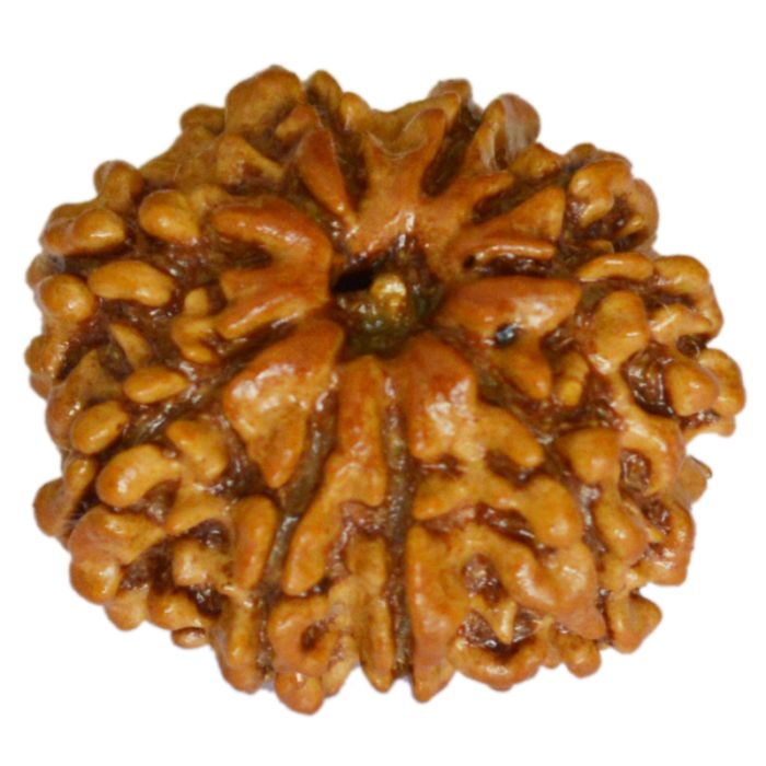 9 MUKHI CERTIFIED RUDRAKSHA (NEPAL ORIGIN)