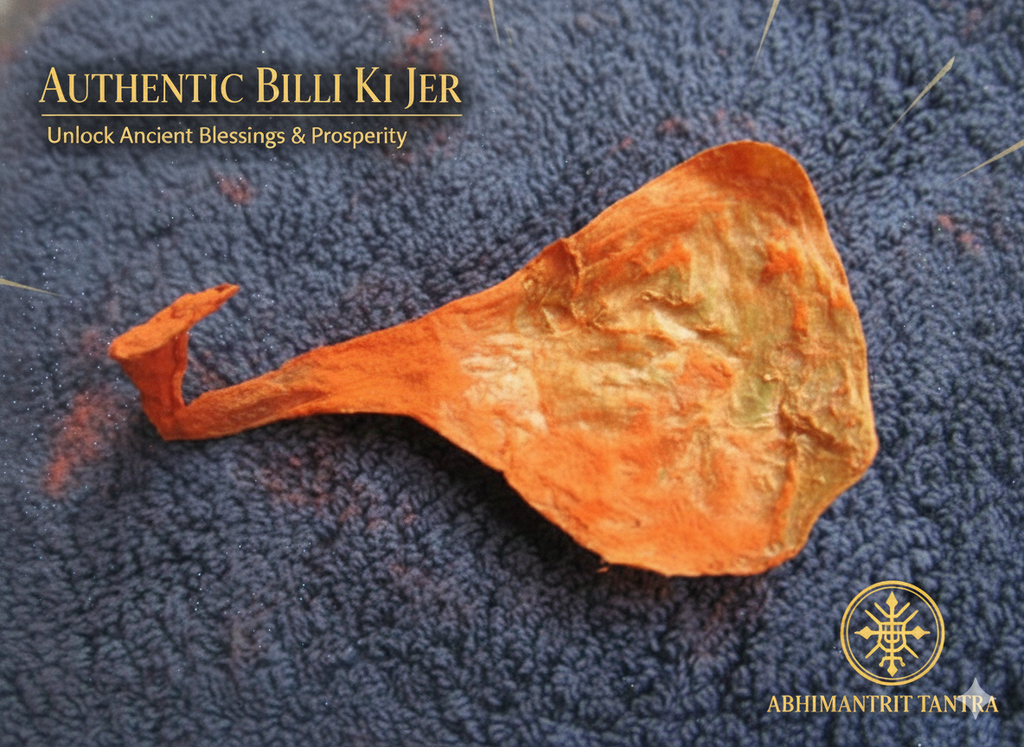 Rare Billi Ki Jer | The Ultimate Symbol of Luck and Success