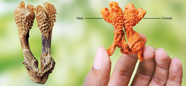 Original Abhimantrit Hatha Jodi – Powerful Tantric Remedy for Vashikaran & Wealth