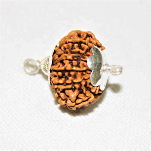 12 MUKHI RUDRAKSHA CERTIFIED (NEPALI ORIGIN)