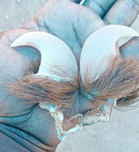 Natural Claw Pair – Symbol of Power Protection