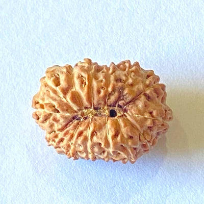 14 MUKHI CERTIFIED RUDRAKSHA (NEPAL)