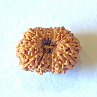 14 MUKHI CERTIFIED RUDRAKSHA (NEPAL)