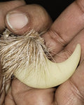 Natural Claw Pair – Symbol of Power Protection