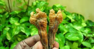 Original Abhimantrit Hatha Jodi – Powerful Tantric Remedy for Vashikaran & Wealth