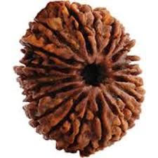 The Ultimate Power Bead: Authentic 21 Mukhi Rudraksha for Success and Wealth