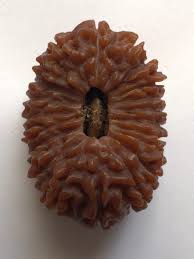 The Ultimate Power Bead: Authentic 21 Mukhi Rudraksha for Success and Wealth