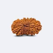 The Ultimate Power Bead: Authentic 21 Mukhi Rudraksha for Success and Wealth