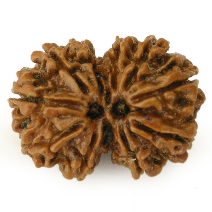 Natural Gaurishankar Rudraksha (Nepal Origin)