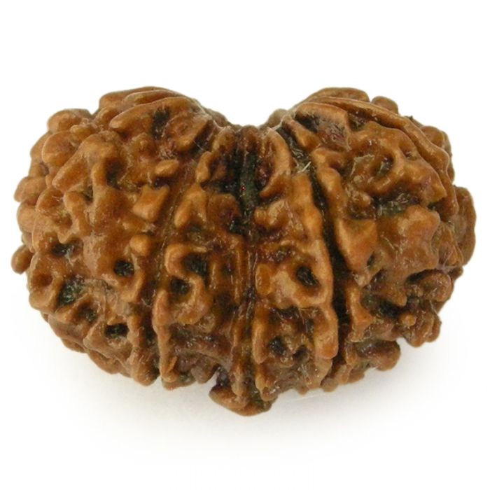 Natural Gaurishankar Rudraksha (Nepal Origin)