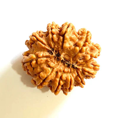 11 MUKHI CERTIFIED RUDRAKSHA (NEPALI ORIGIN)