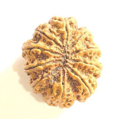 10 Mukhi (Collector) Rudraksha