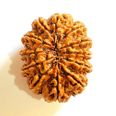 12 MUKHI RUDRAKSHA CERTIFIED (NEPALI ORIGIN)