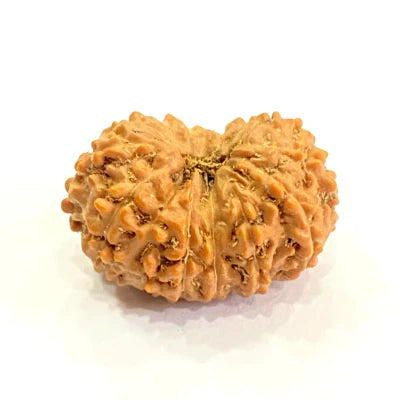 13 MUKHI RUDRAKSHA CERTIFIED NEPALI