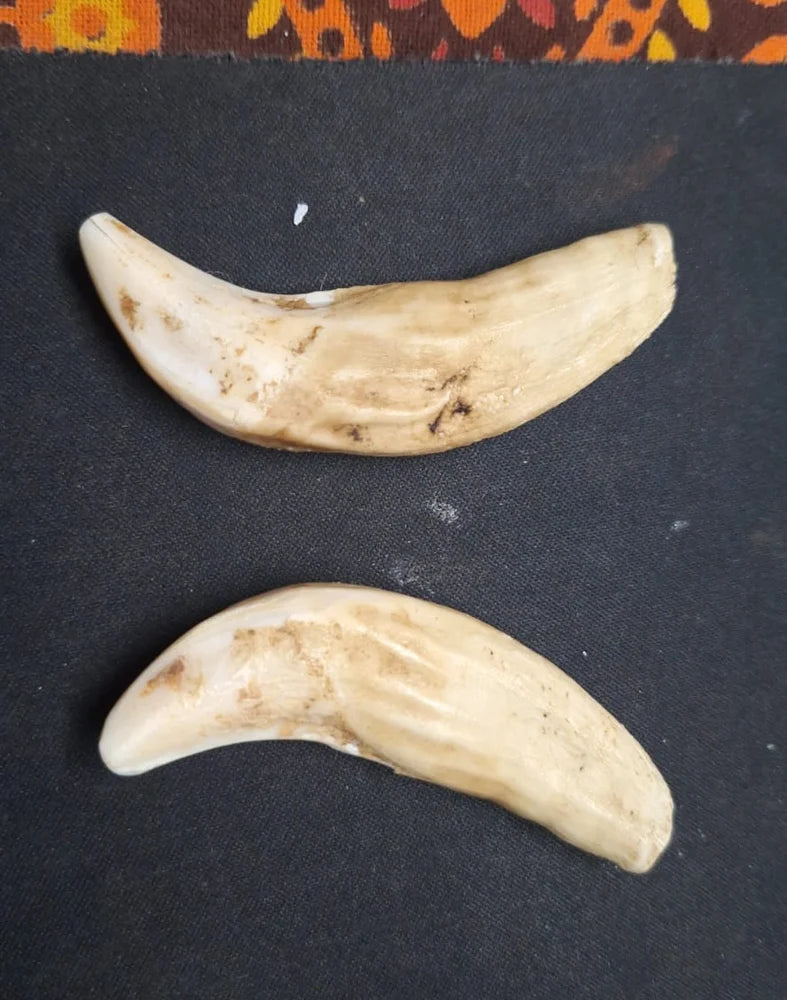 Original Abhimantrit Shukar Dant – Powerful Varaha Kavach for Protection & Victory