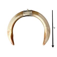 Original Abhimantrit Shukar Dant – Powerful Varaha Kavach for Protection & Victory